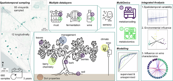 Grape expectations: disentangling environmental drivers of microbiome establishment in winegrowing ecosystems
