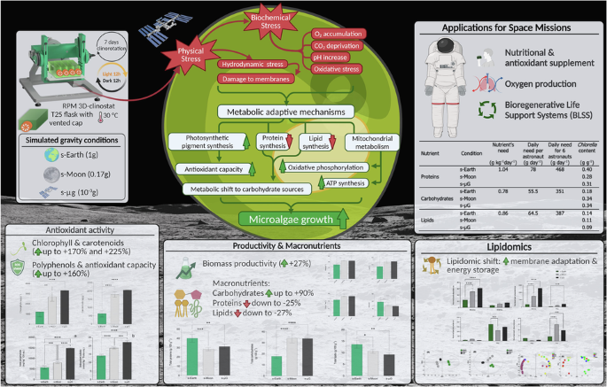 Superfood potential of Chlorella vulgaris: productivity and antioxidant boost under simulated moon and microgravity conditions