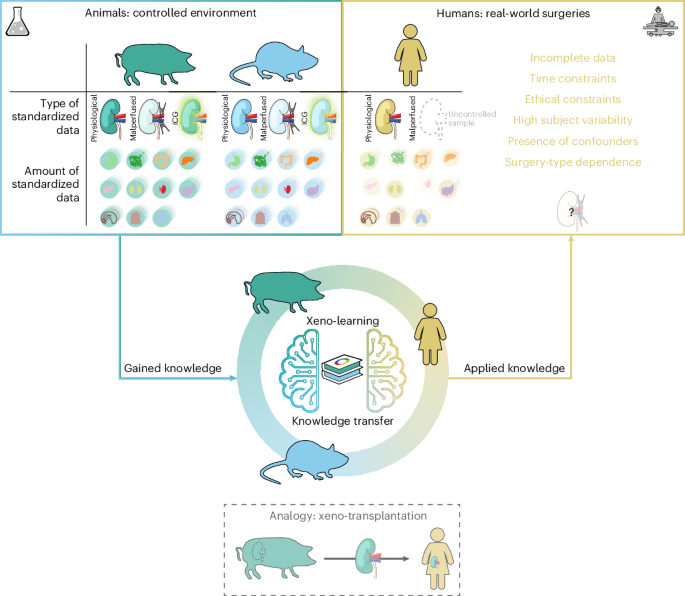 AI learns across species to address human clinical imaging data sparsity