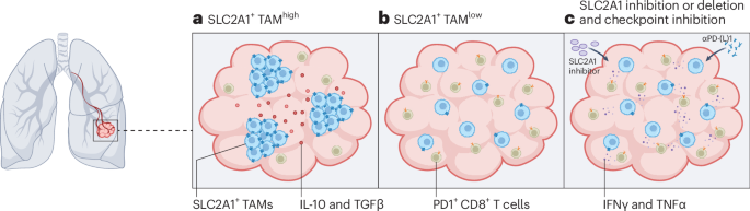 Metabolic borders shape immune resistance