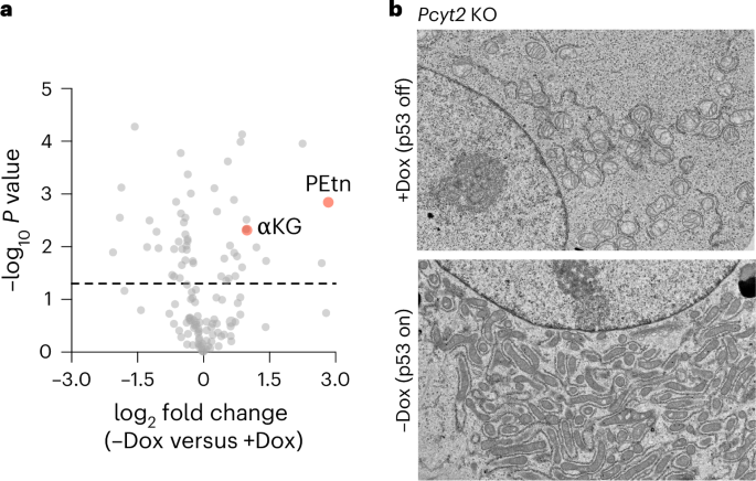A p53-controlled lysosomal recycling circuit fuels phospholipid synthesis