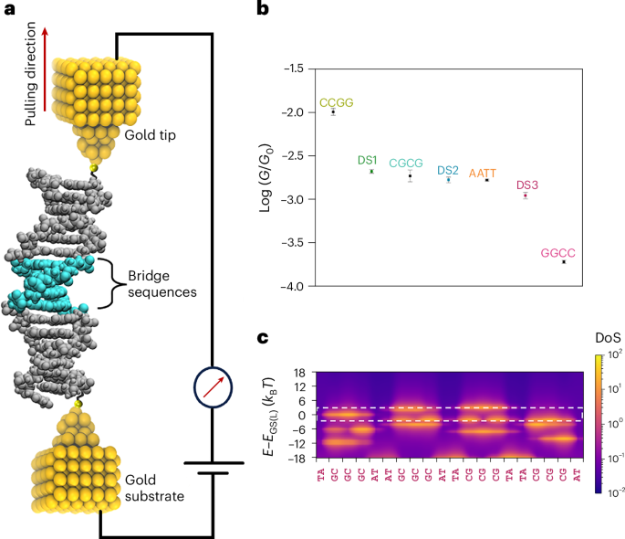 Engineering the electronic properties of DNA