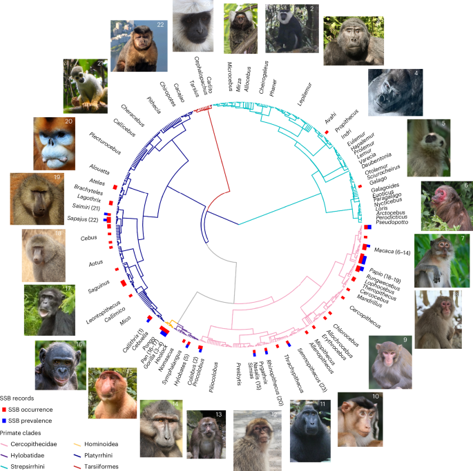 Ecological and social pressures drive same-sex sexual behaviour in non-human primates