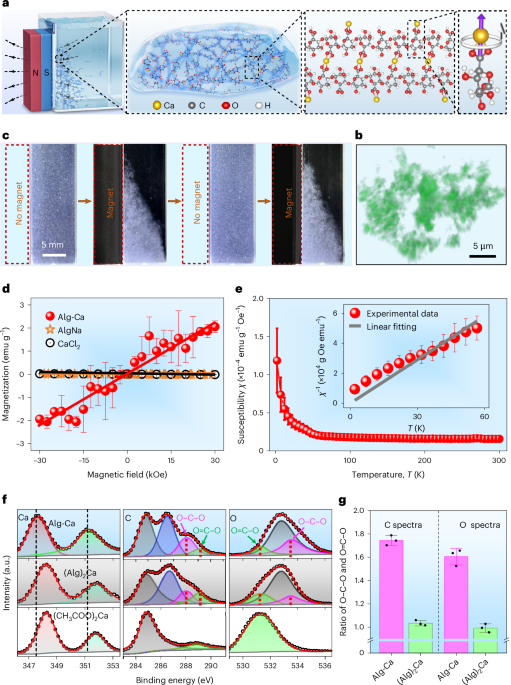 Unexpected strong paramagnetism of hydrogels containing carbon–oxygen double bonds induced by calcium cations