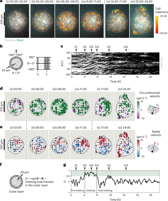 Collective transitions from orbiting to matrix invasion in three-dimensional multicellular spheroids