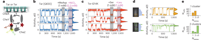 Spontaneous switching in a protein signalling array reveals near-critical cooperativity