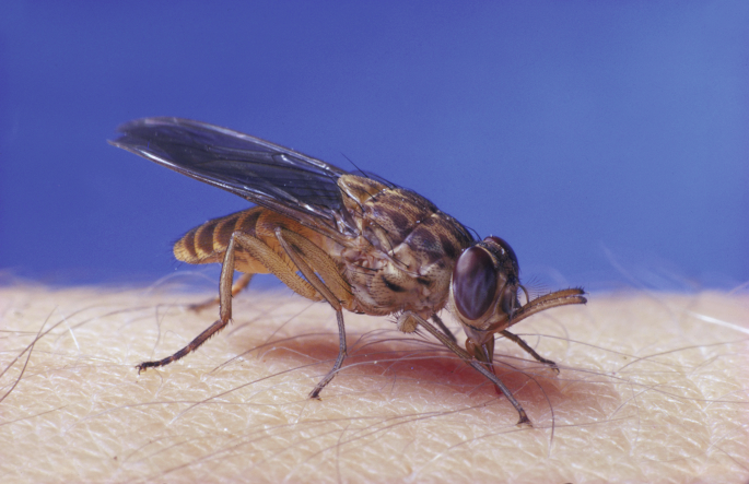 Bridging behaviour and genomics for tsetse fly control