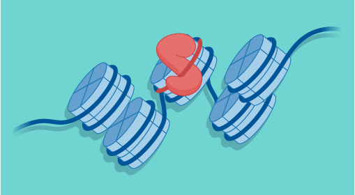 PIONEARing how DNA sequence composition tunes TF–nucleosome interactions