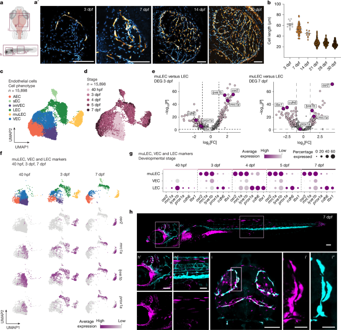 Convergent evolution of scavenger cell development at brain borders