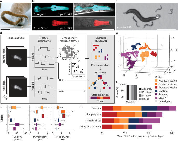 Predatory aggression evolved through adaptations to noradrenergic circuits