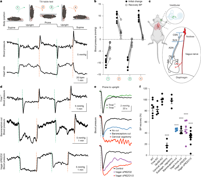 Vagal blood volume receptors compensate for haemorrhage and posture change