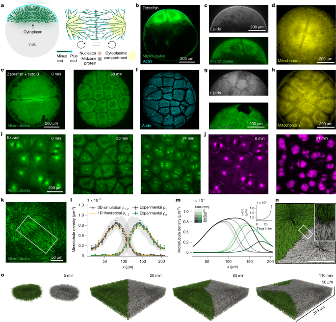 Robust cytoplasmic partitioning by solving a cytoskeletal instability