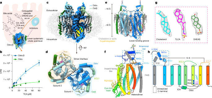 Structures of Ostα/β reveal a unique fold and bile acid transport mechanism