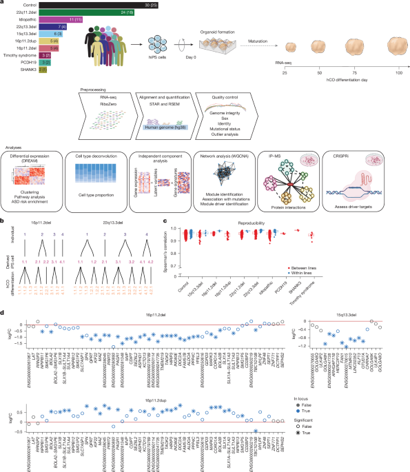 Developmental convergence and divergence in human stem cell models of autism