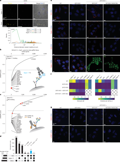 GlycoRNA complexed with heparan sulfate regulates VEGF-A signalling