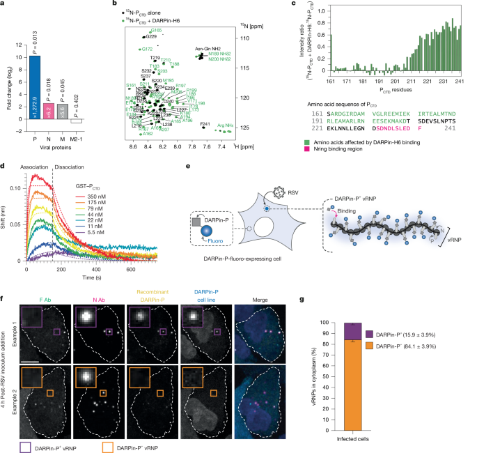 Pre-assembly of biomolecular condensate seeds drives RSV replication