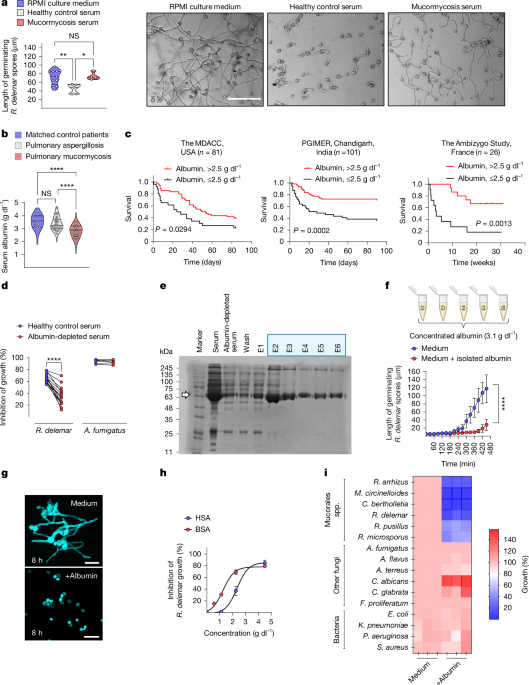 Albumin orchestrates a natural host defence mechanism against mucormycosis
