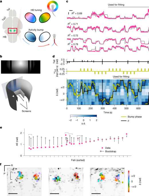 Plastic landmark anchoring in zebrafish compass neurons