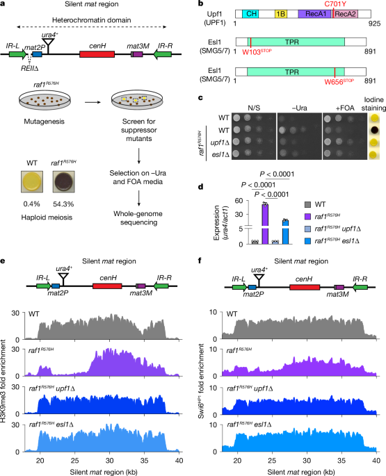 Stress controls heterochromatin inheritance via histone H3 ubiquitylation