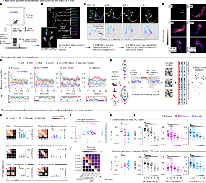 Mimicking opioid analgesia in cortical pain circuits