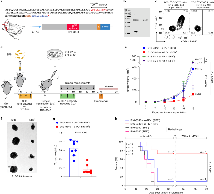 Microbiota-induced T cell plasticity enables immune-mediated tumour control