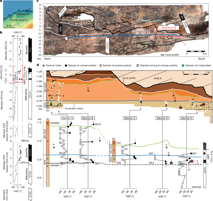 Early hominins from Morocco basal to the Homo sapiens lineage