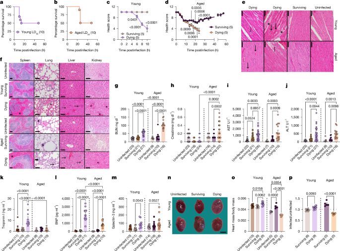 Disease tolerance and infection pathogenesis age-related tradeoffs in mice