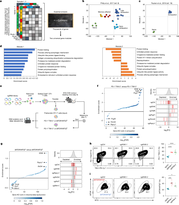 The ubiquitin ligase KLHL6 drives resistance to CD8+ T cell dysfunction