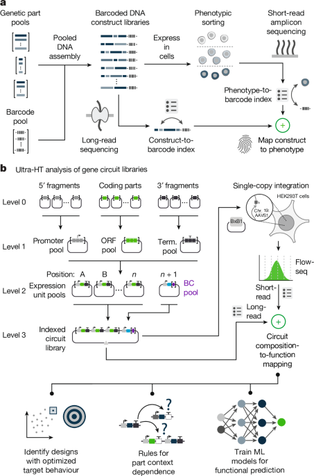 Ultra-high-throughput mapping of genetic design space
