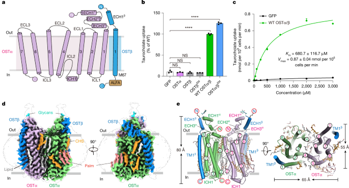 Structure and mechanism of the human bile acid transporter OSTα–OSTβ