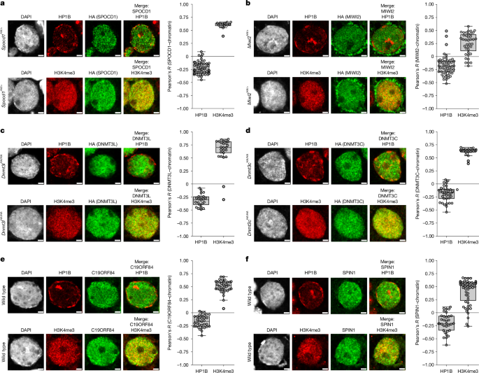 A nowhere-to-hide mechanism ensures complete piRNA-directed DNA methylation