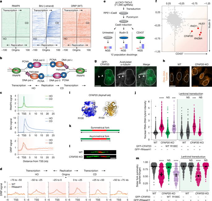 CFAP20 salvages arrested RNAPII from the path of co-directional replisomes