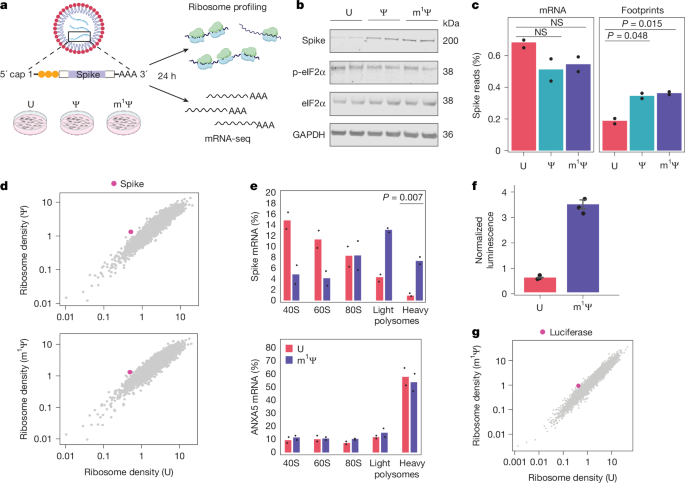 N1-Methylpseudouridine directly modulates translation dynamics