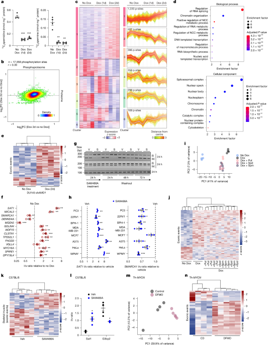 Polyamine-dependent metabolic shielding regulates alternative splicing