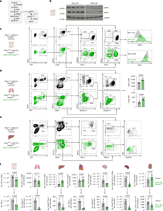 The transition from monocyte to tissue-resident macrophage requires DHPS