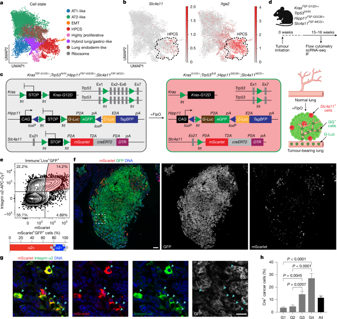 Critical role for a high-plasticity cell state in lung cancer