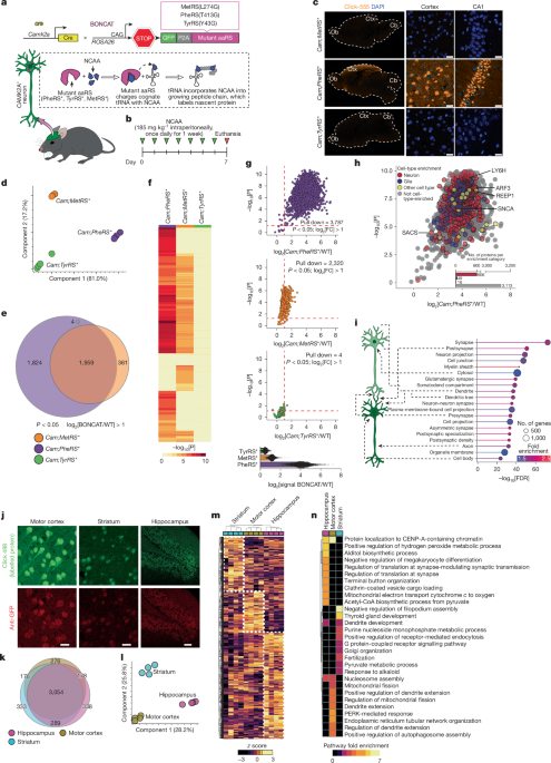 Ageing promotes microglial accumulation of slow-degrading synaptic proteins