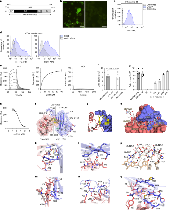 Fibroblastic reticular cells direct the initiation of T cell responses via CD44