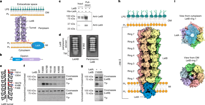 LetA defines a structurally distinct transporter family
