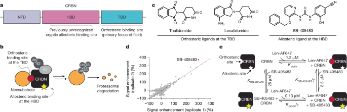 Identification of an allosteric site on the E3 ligase adapter cereblon