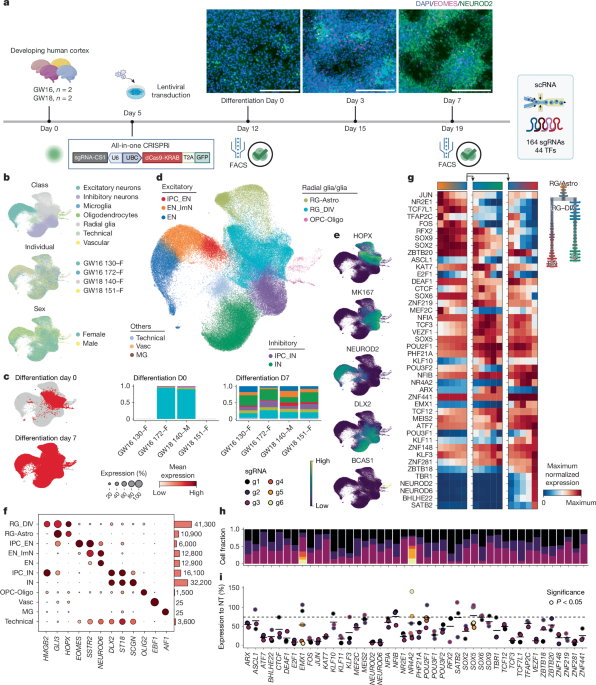 Dissecting gene regulatory networks governing human cortical cell fate