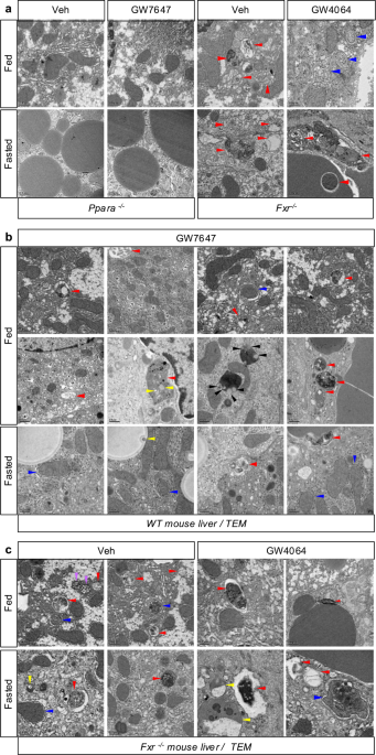 Author Correction: Nutrient-sensing nuclear receptors coordinate autophagy