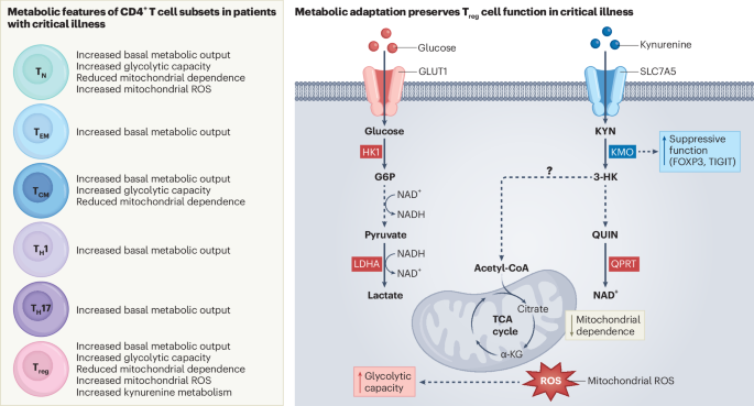 Metabolic adaptation in CD4+ T cells promotes immunosuppression in sepsis