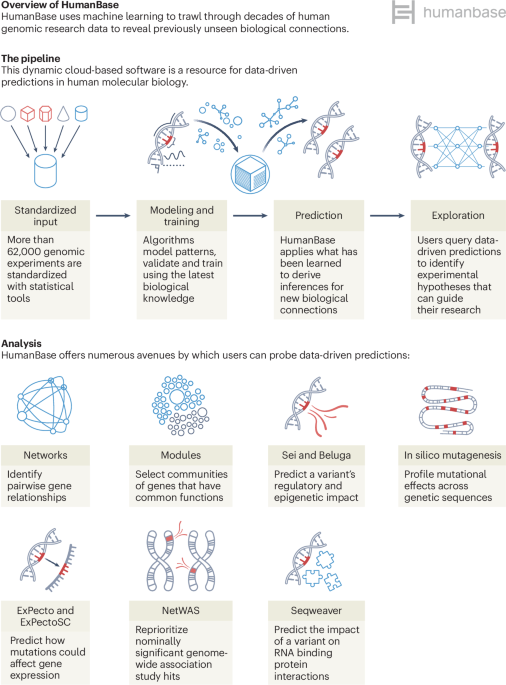 HumanBase: an interactive AI platform for human biology