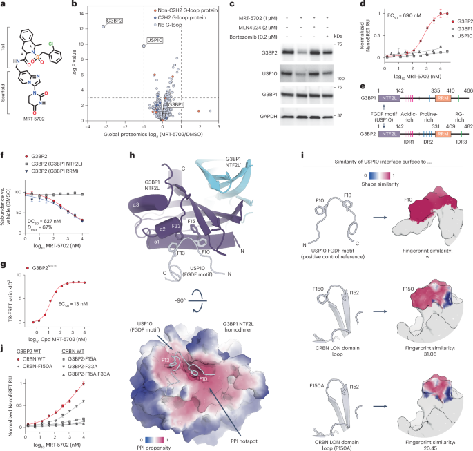 Cereblon induces G3BP2 neosubstrate degradation using molecular surface mimicry