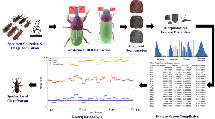 Numerical Signature Dataset of Curculionidae and Tenebrionidae Beetle Fragments for ML Identification
