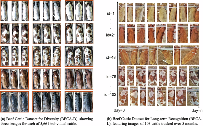 BECA: A Computer Vision Dataset for Long-Term Recognition In Beef Cattle
