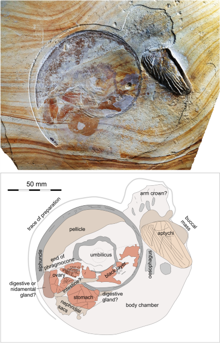 Reproductive biology and anatomy of ammonites