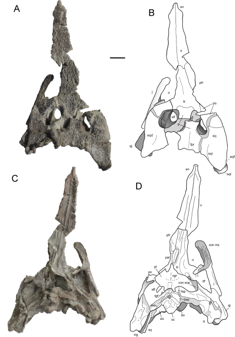 Cretaceous crocodyliform reconciles conflicting evidence on the Mesozoic paleogeography of Europe during the Gondwana-Laurasia split