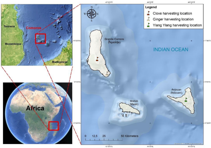 Predictive mixture design of three essential oil blends to enhance antioxidant and antimicrobial activity for food security and nutrition